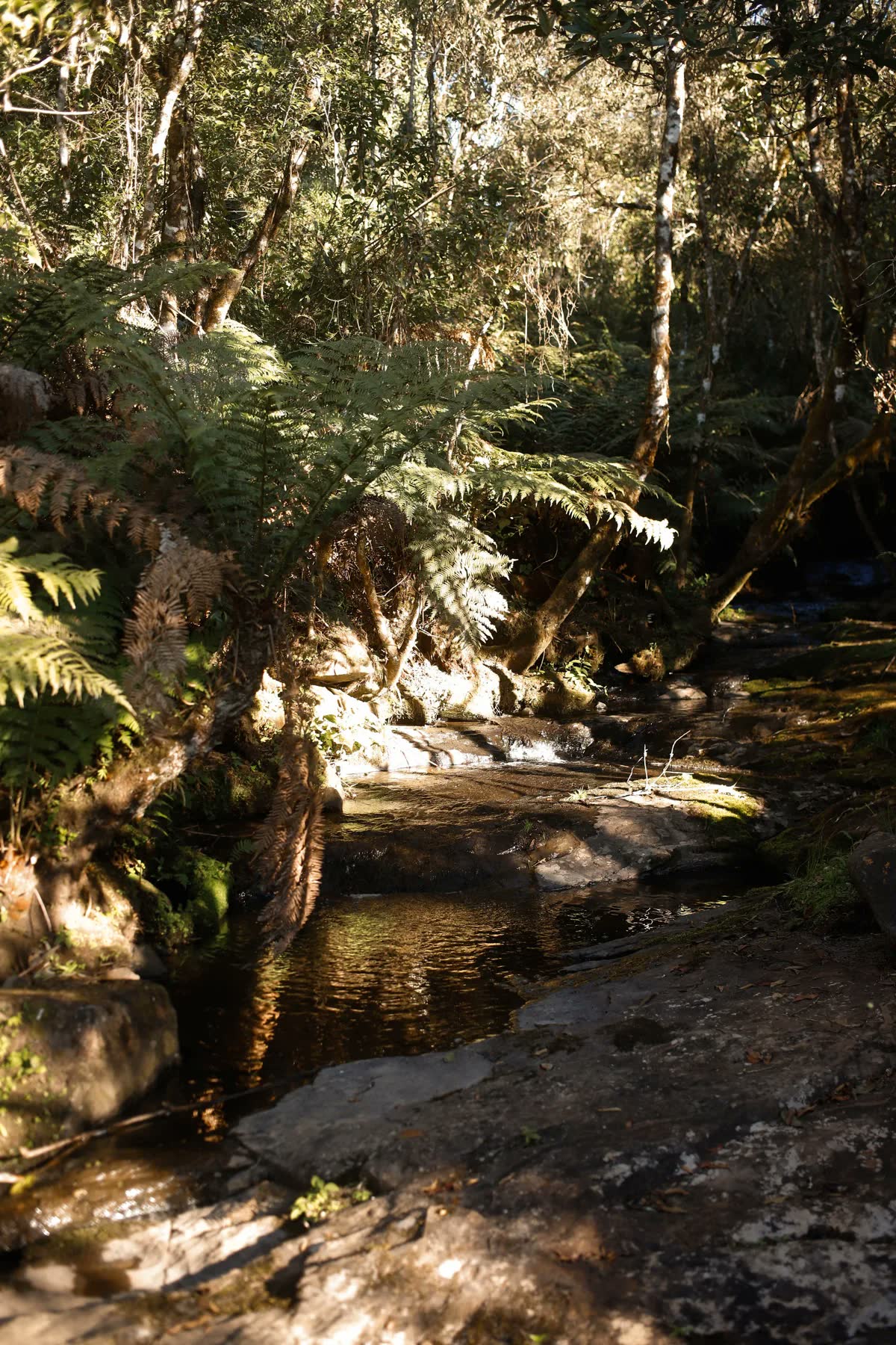 Riacho entre pedras e samambaias, dentro da mata