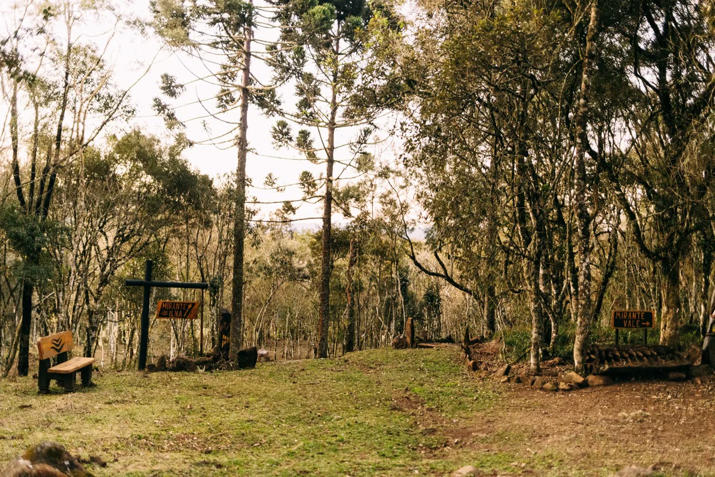 Clareira entre araucárias e árvores altas, com bancos de madeira ao longo da trilha